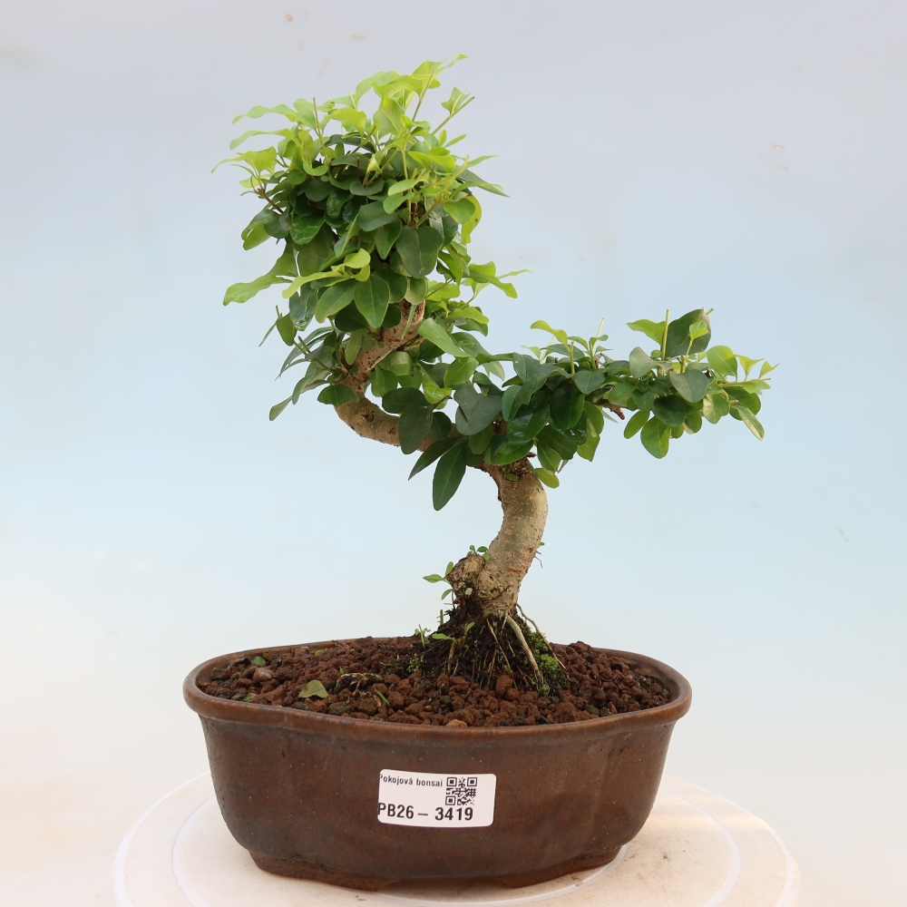 Pokój bonsai - Ligustrum chinensis - Dziób ptaka