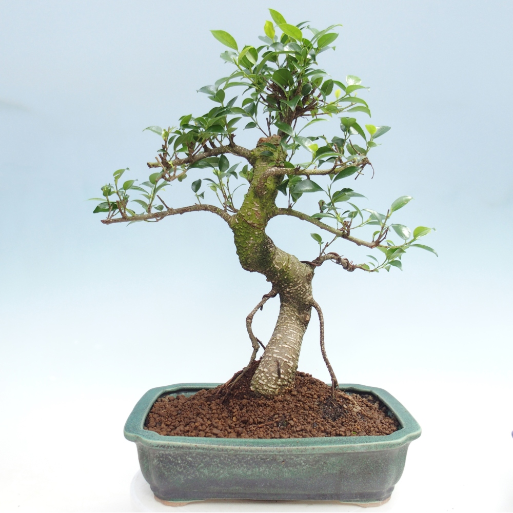 Pokój bonsai - Ficus kimmen - figowiec drobnolistny