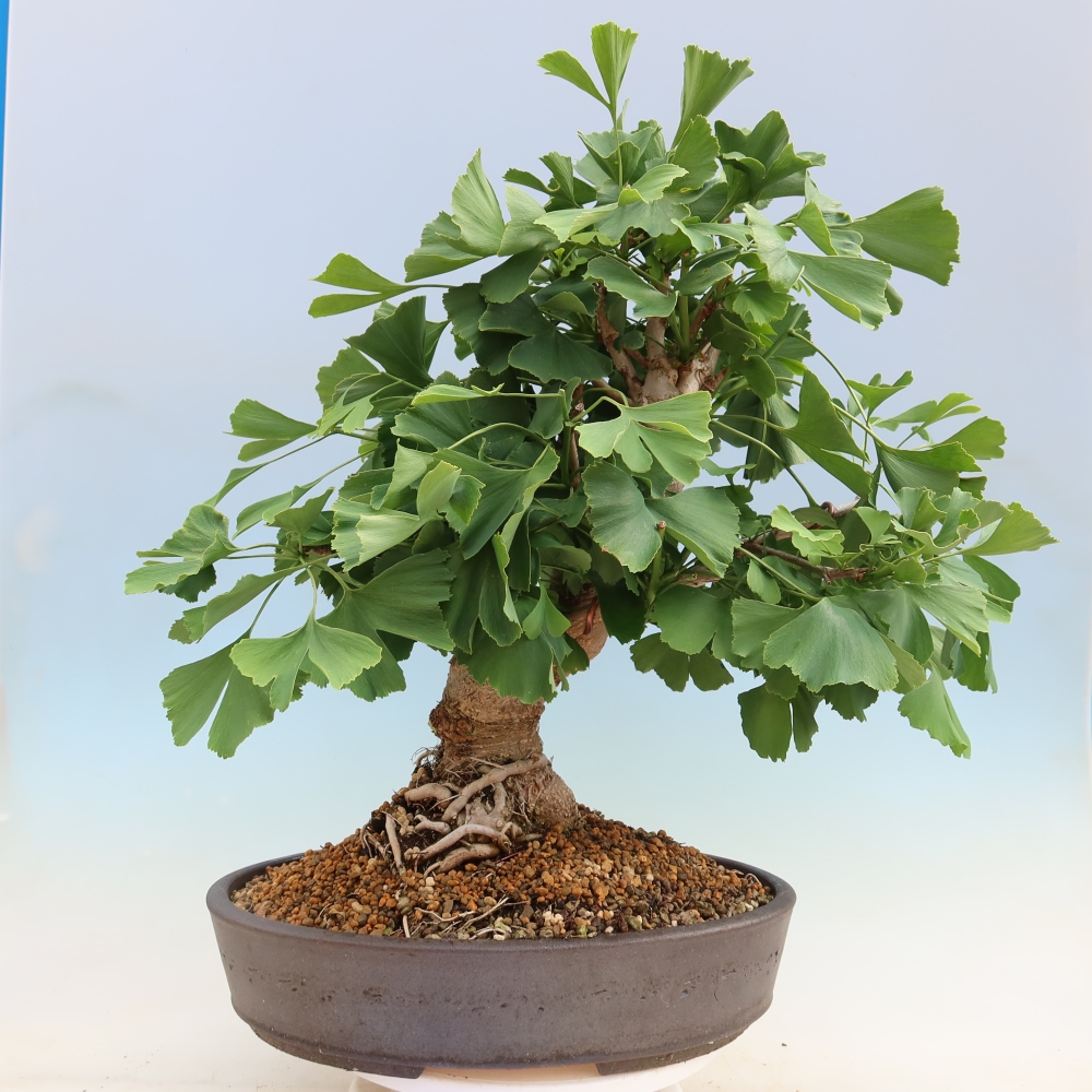 Outdoor bonsai - Ginkgo biloba - Miłorząb dwuklapowy