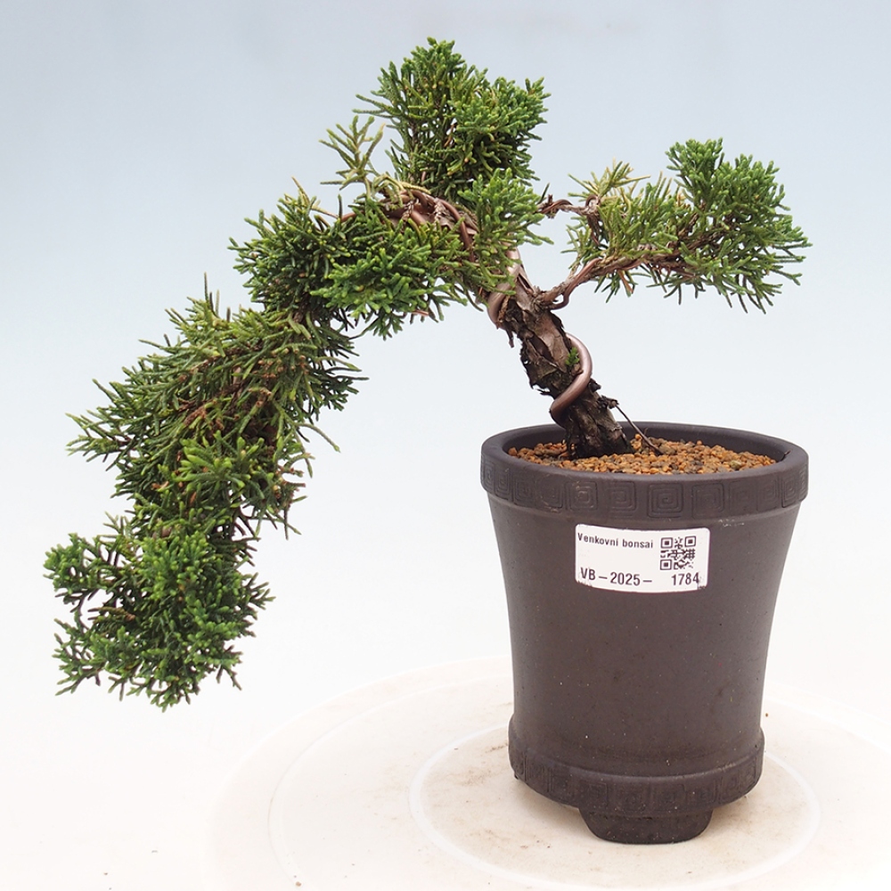 Bonsai zewnętrzne - Juniperus chinensis Kishu - Jałowiec chiński