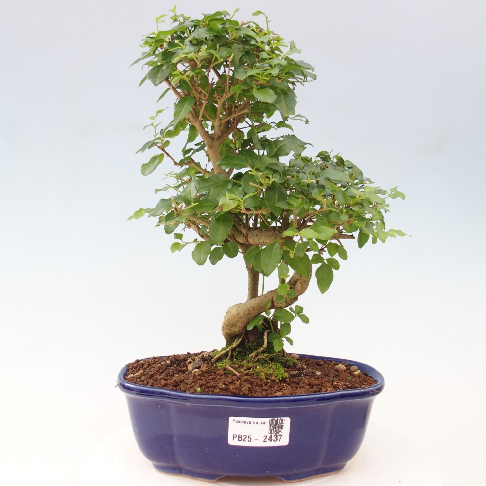 Indoor bonsai -Ligustrum chinensis - dziób ptaka