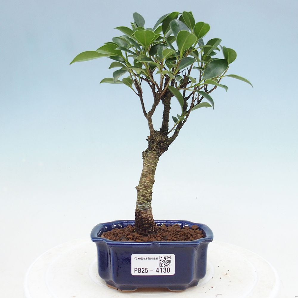 Pokój bonsai Ficus retusa kimmen