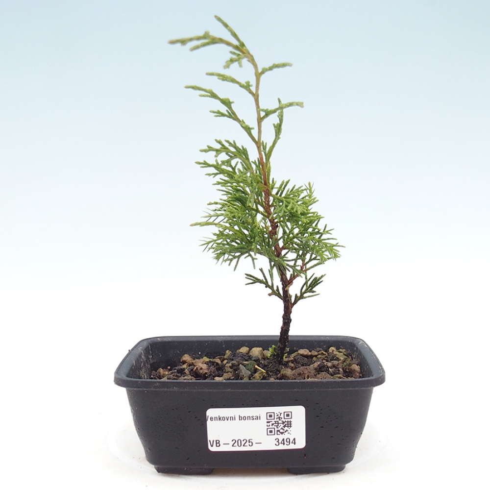Outdoor bonsai - Juniperus chinensis Itoigawa
