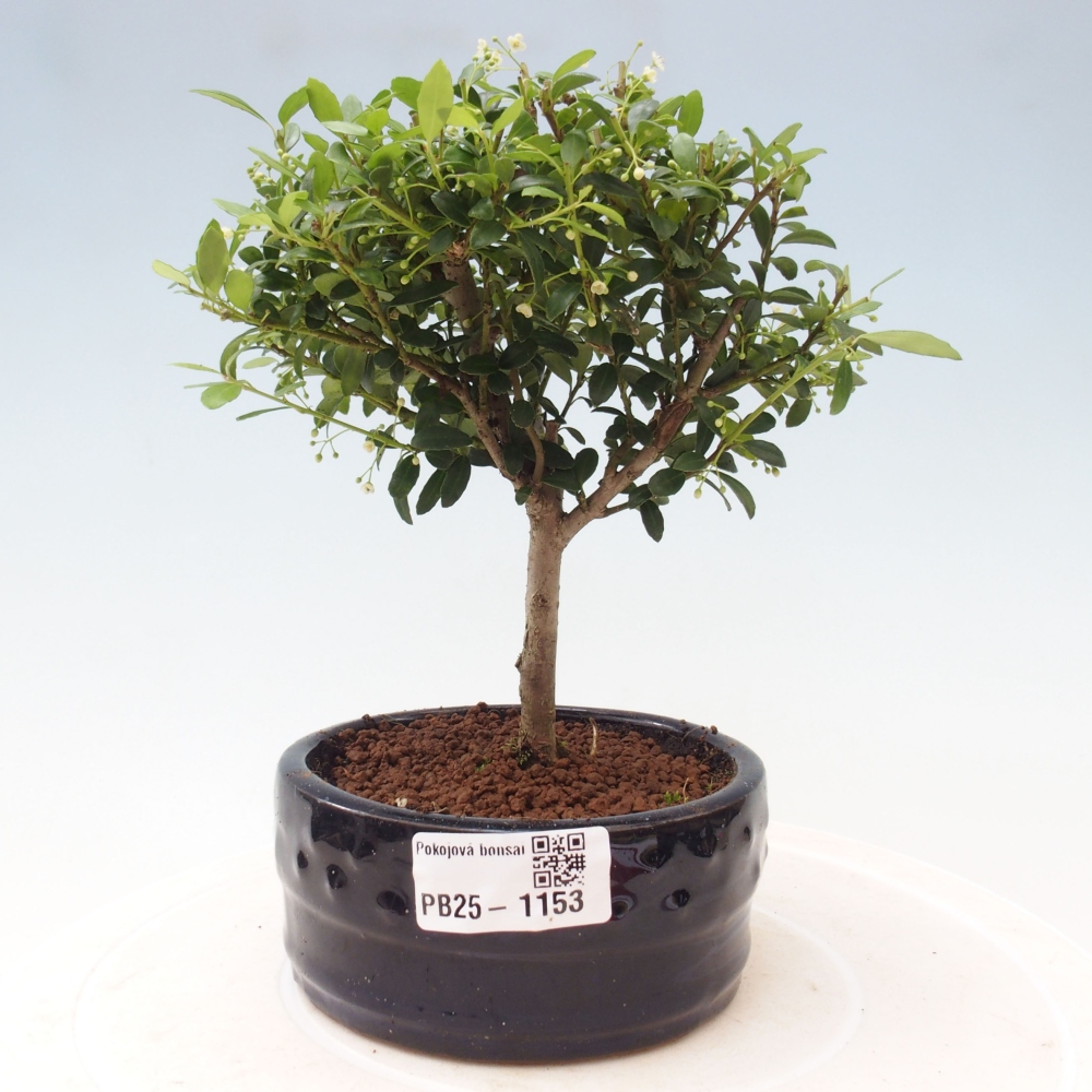 Kryty bonsai - Ilex crenata - Holly