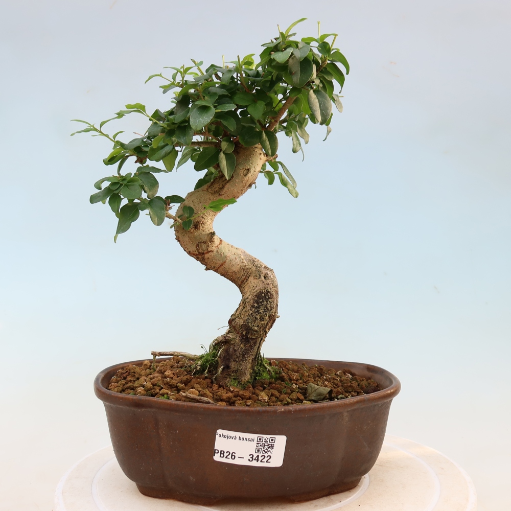 Pokój bonsai - Ligustrum chinensis - Dziób ptaka