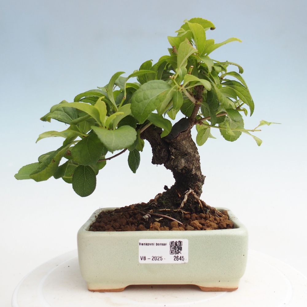Bonsai na zewnątrz - Celastrus Jesenec