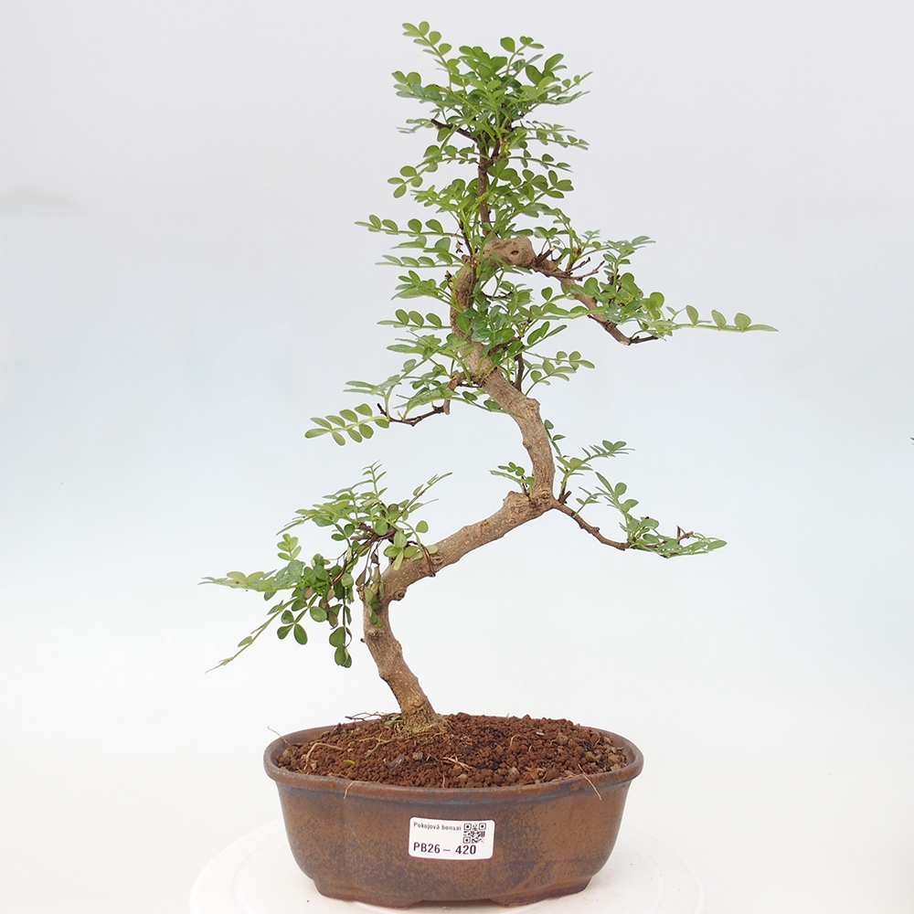 Pokój bonsai - Zantoxylum piperitum - drzewo pieprzowe