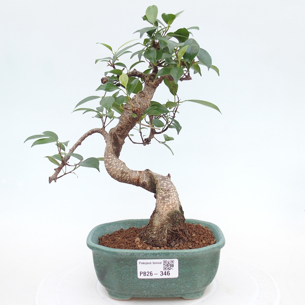 Pokój bonsai - Ficus retusa - figowiec drobnolistny
