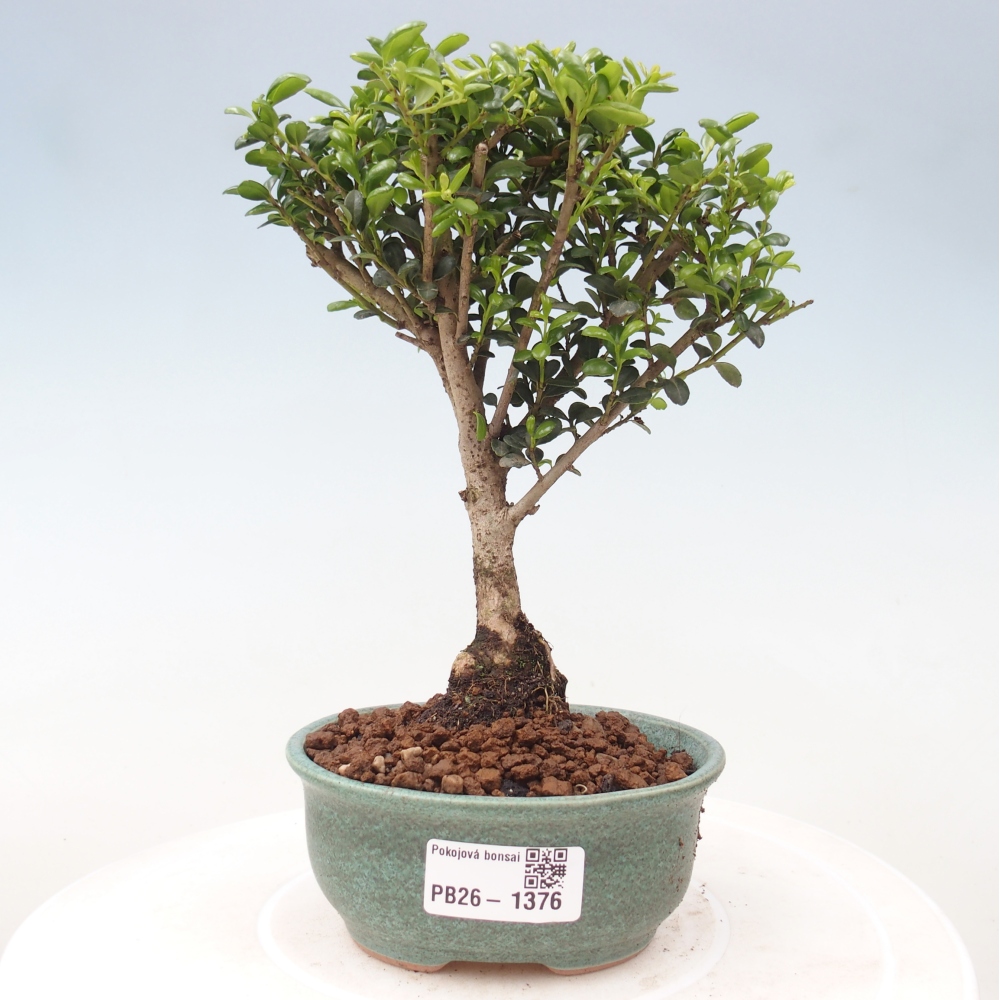 Pokój bonsai - Ilex crenata - Ostrokrzew
