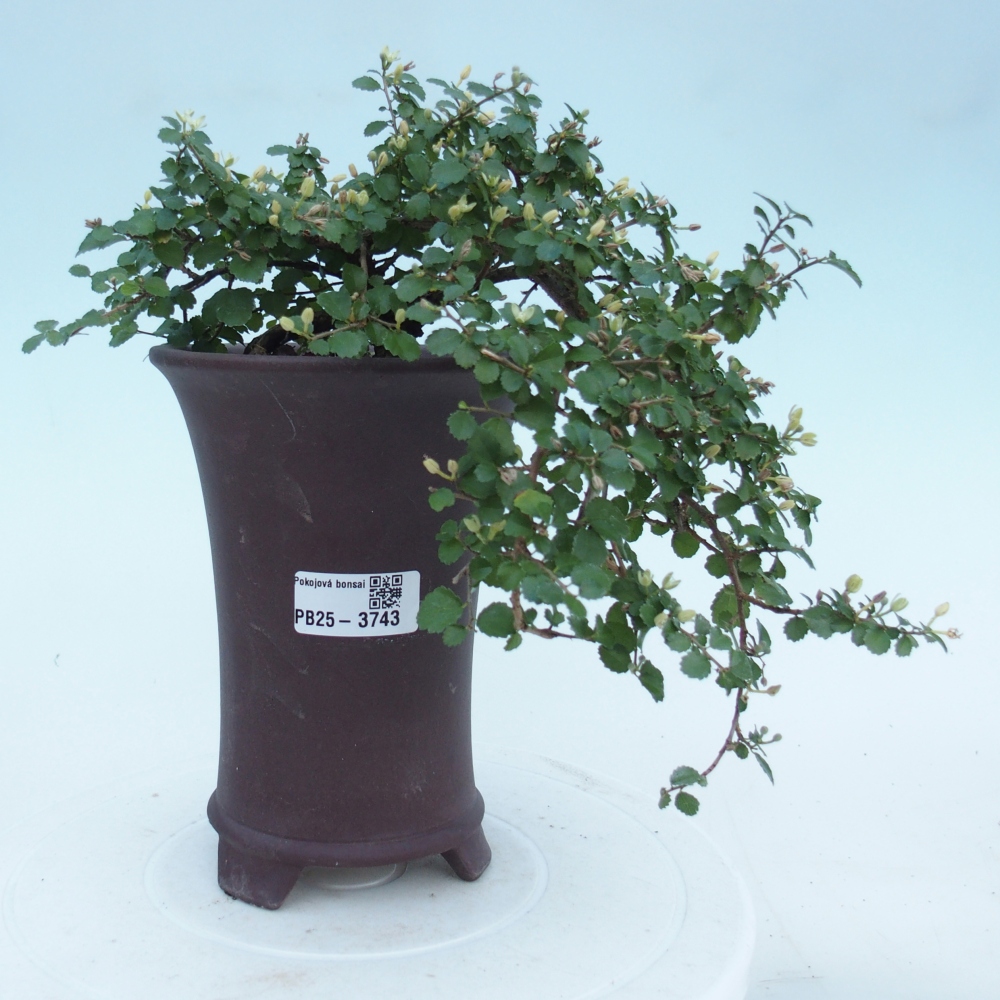 Pokój bonsai - Grewia sp. - Grewia malafolia