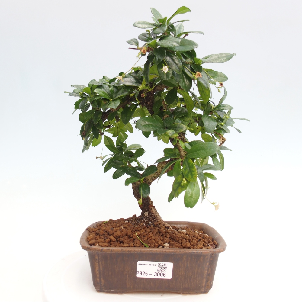 Bonsai wewnętrzne - Carmona makrophylla - Herbata Fuki