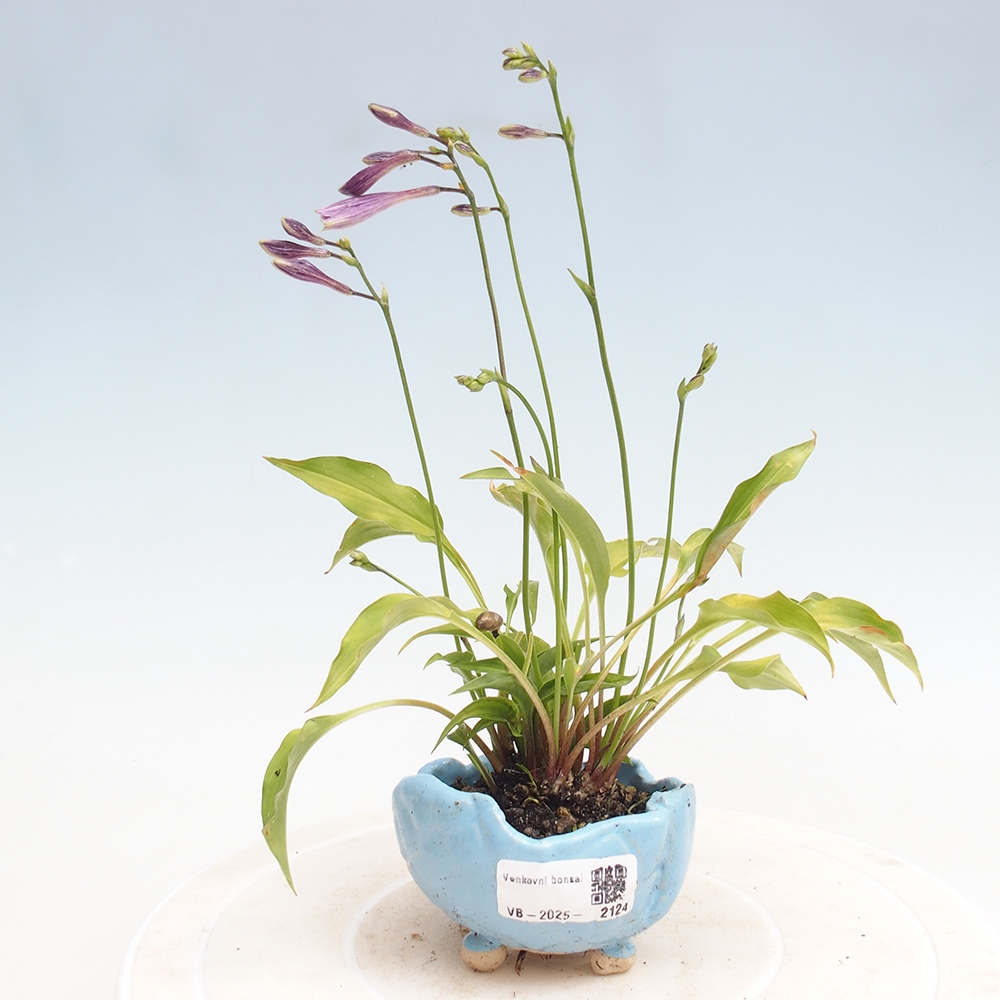 Outdoor bonsai - Mini Hosta - Bogini