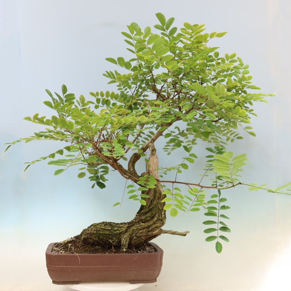 Bonsai ogrodowe – trnówka akacjowa – Robinia pseudoacacia