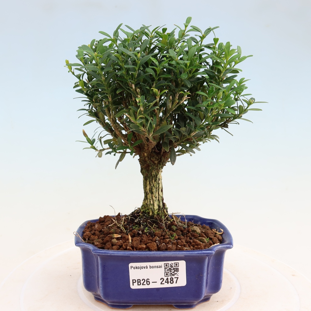 Pokój bonsai - Buxus harlandii - buxus korkowy