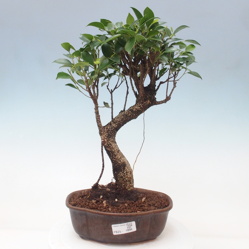 Kryty bonsai - Ficus retusa - figowiec drobnolistny