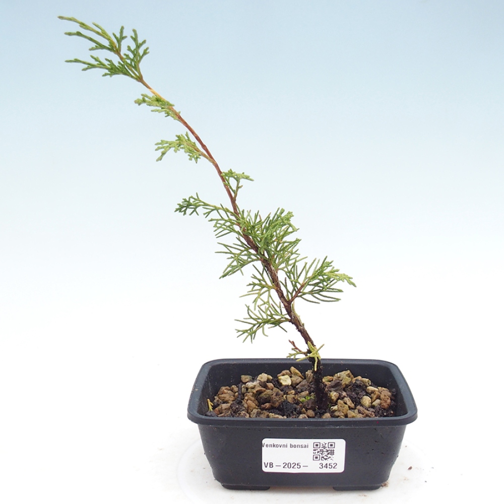 Outdoor bonsai - Juniperus chinensis Itoigawa