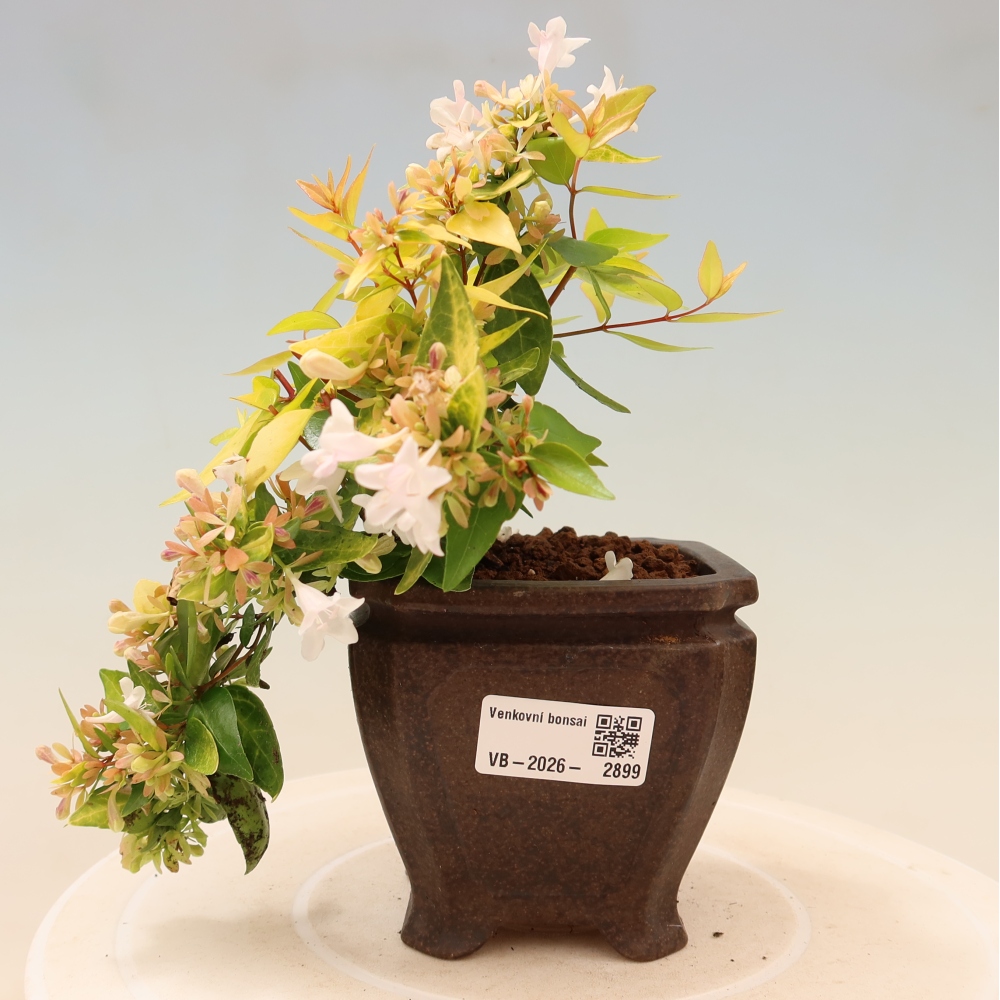 Bonsai ogrodowe – Abelia gr. Kleidoscope – Abelia wielkokwiatowa