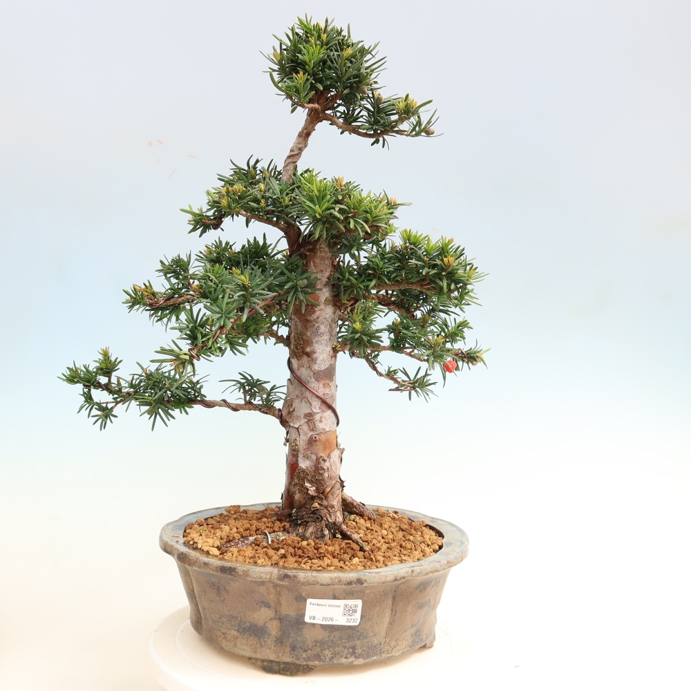 Bonsai ogrodowe – Taxus cuspidata – cis japoński
