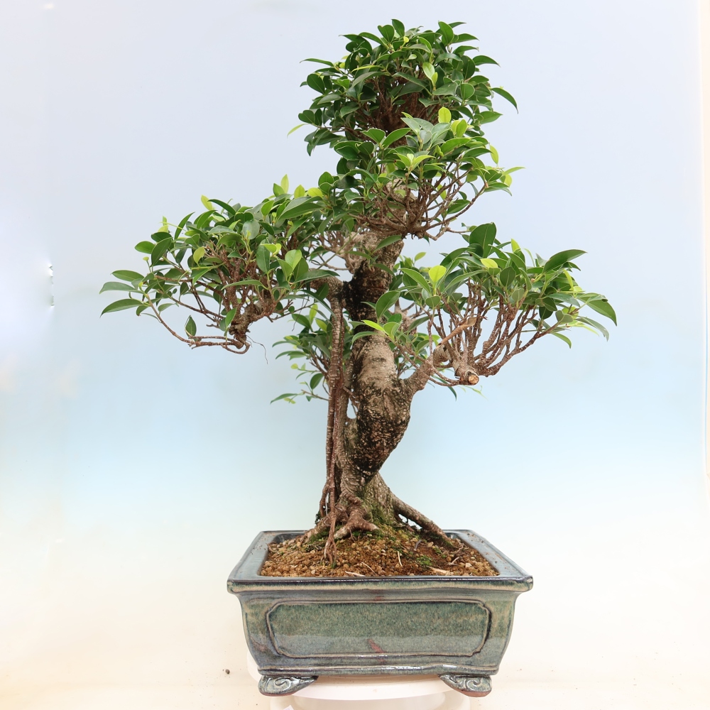 Pokój bonsai - Ficus kimmen - figowiec drobnolistny