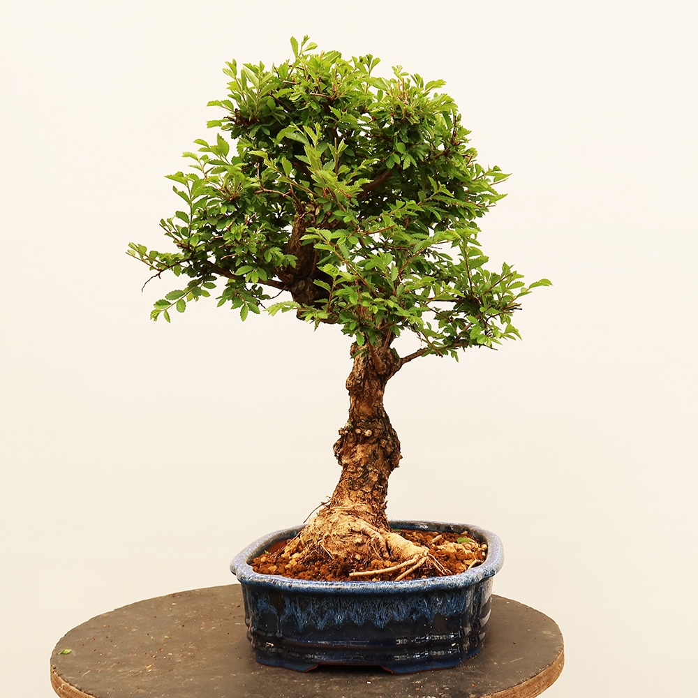 Bonsai na świeżym powietrzu - Zelkova - Zelkova NIRE