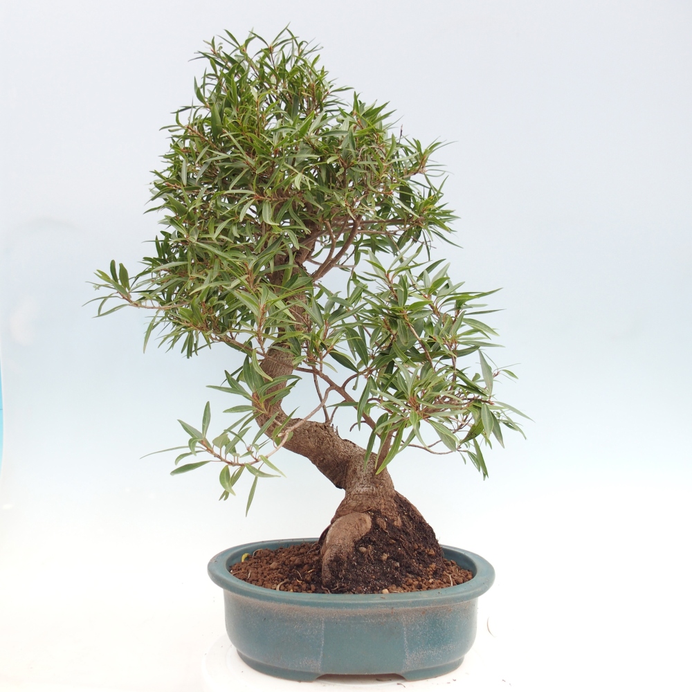 Pokój bonsai - Ficus nerifolia - figowiec drobnolistny