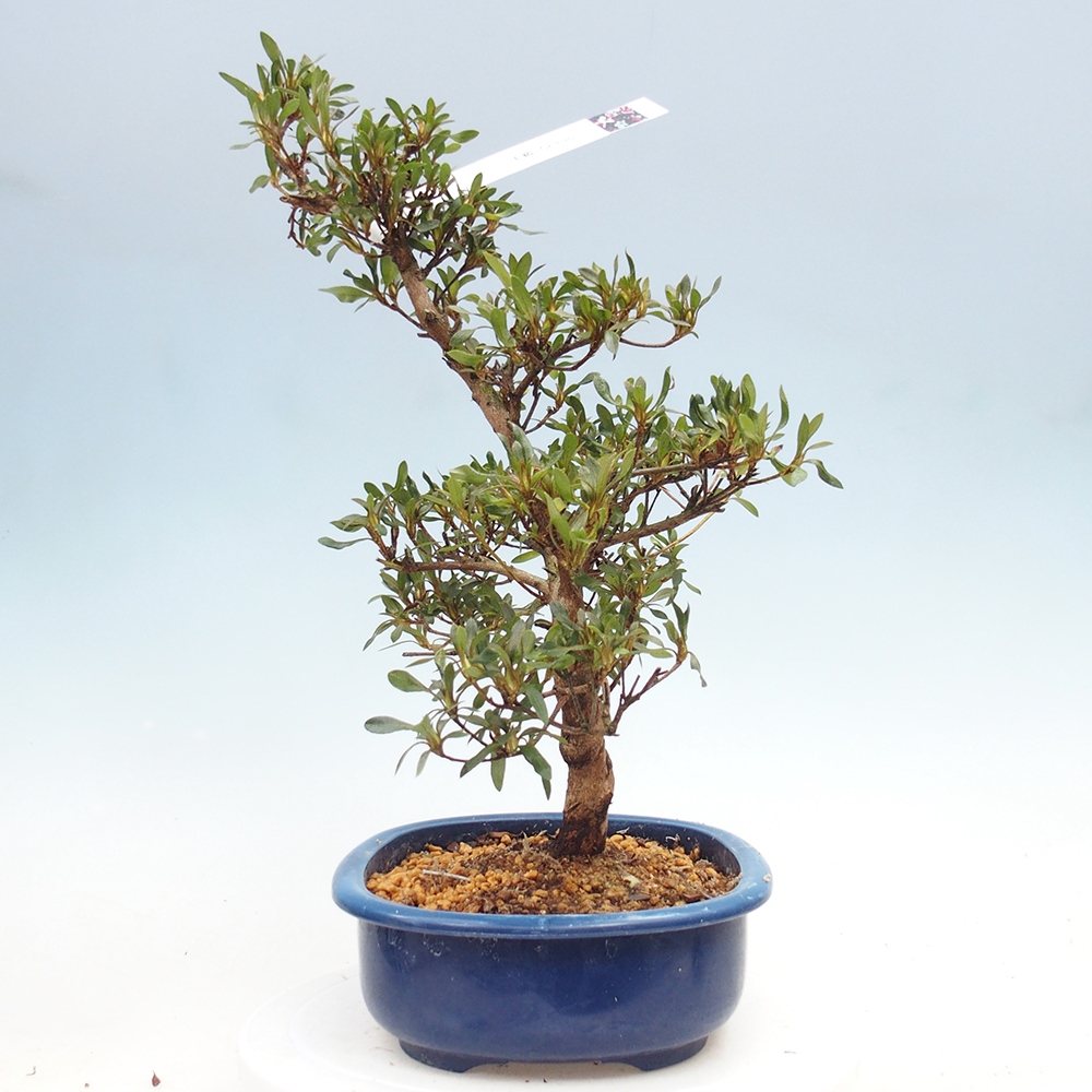 Bonsai zewnętrzne - Azalia japońska - Azalia CHIHIRO