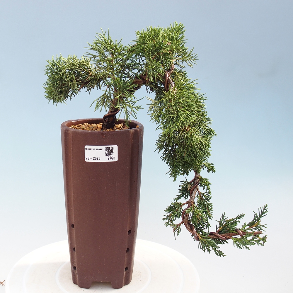 Bonsai zewnętrzne - Juniperus chinensis Kishu - Jałowiec chiński