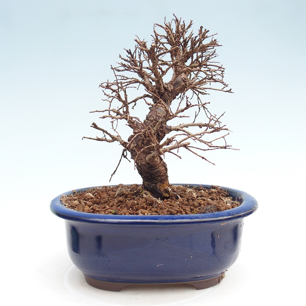 Bonsai zewnętrzne - Zelkova - Zelkova NIRE