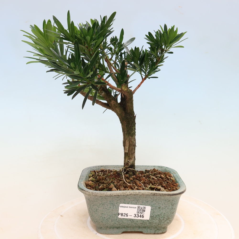 Pokój bonsai - Podocarpus - Kamienny cis