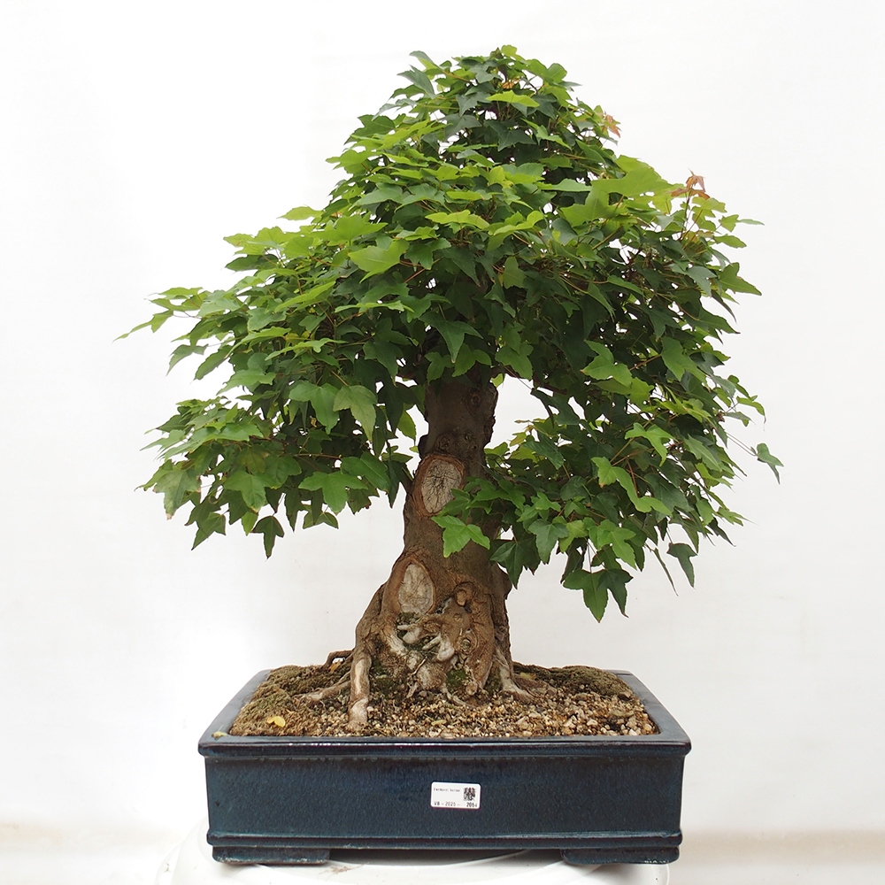 Outdoor bonsai - Maple Buergerianum - Burger Maple