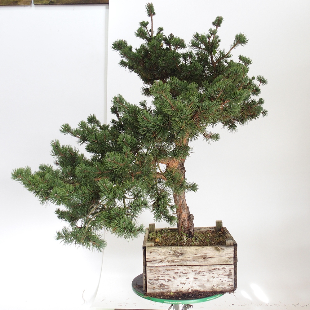 Yamadori - Pinus sylvestris Hiszpania