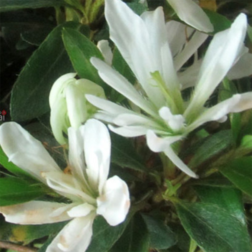Outdoor bonsai - Azalia japońska - Azalia Tateyama-no-Yuki