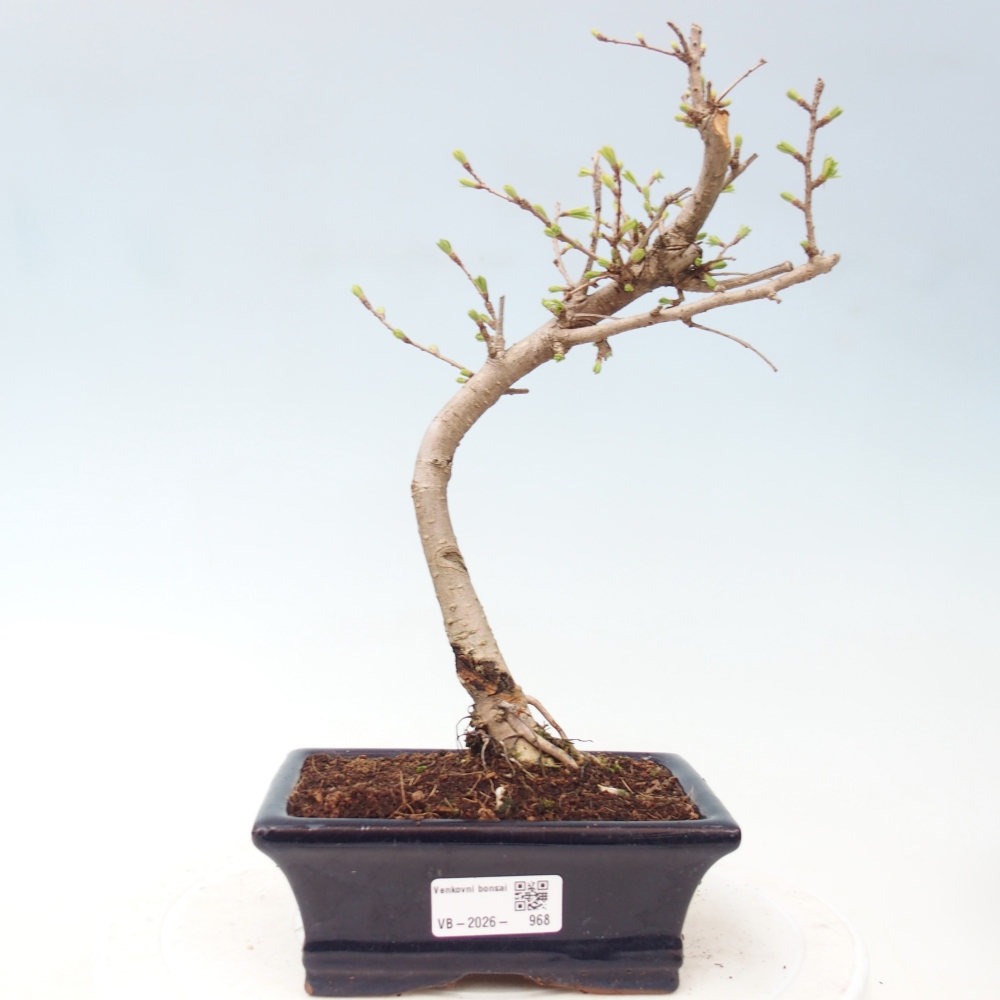 Bonsai zewnętrzne - Pseudolarix amabis-Pseudolarix amabis