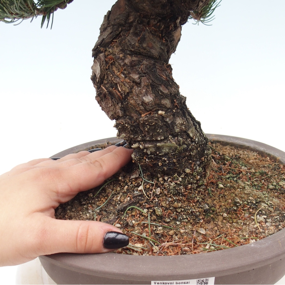 Outdoor bonsai - Pinus parviflora - Mała sosna