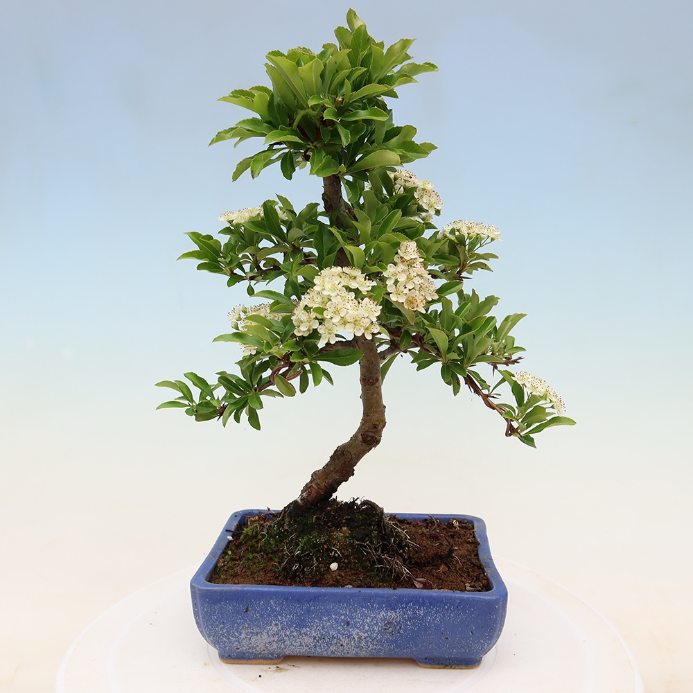 Bonsai ogrodowe – Pyracantha teton – ognik szkarłatny