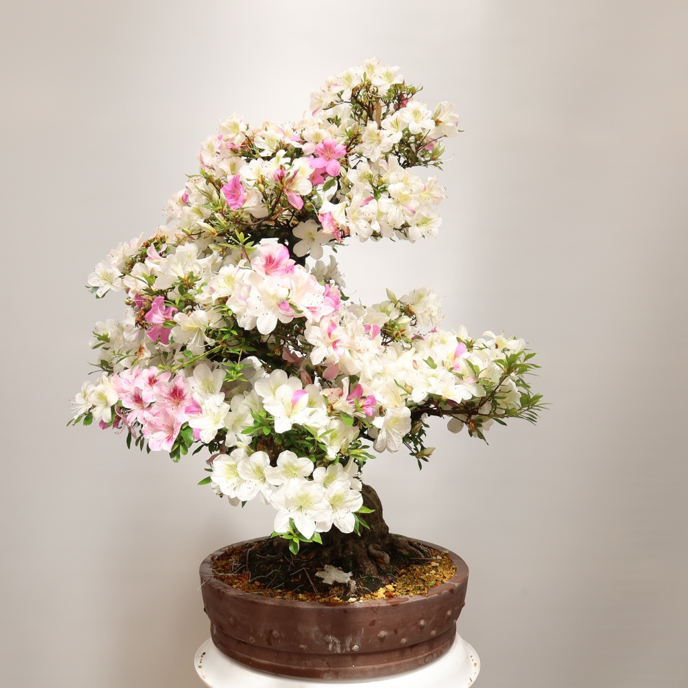 Bonsai ogrodowe – azalia japońska – Azalea Kotobokietsu