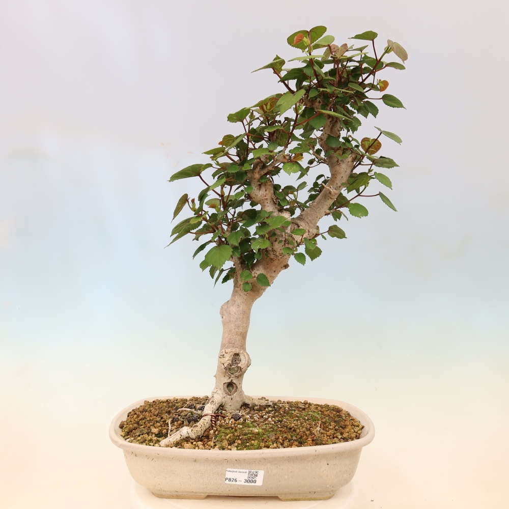 Bonsai domowe - Hibiscus tiliaceus - Hibiskus morski