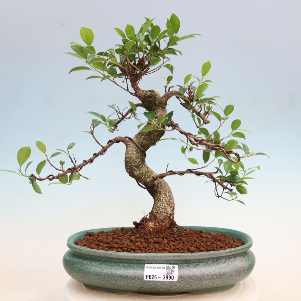 Pokój bonsai - Ficus kimmen - figowiec drobnolistny