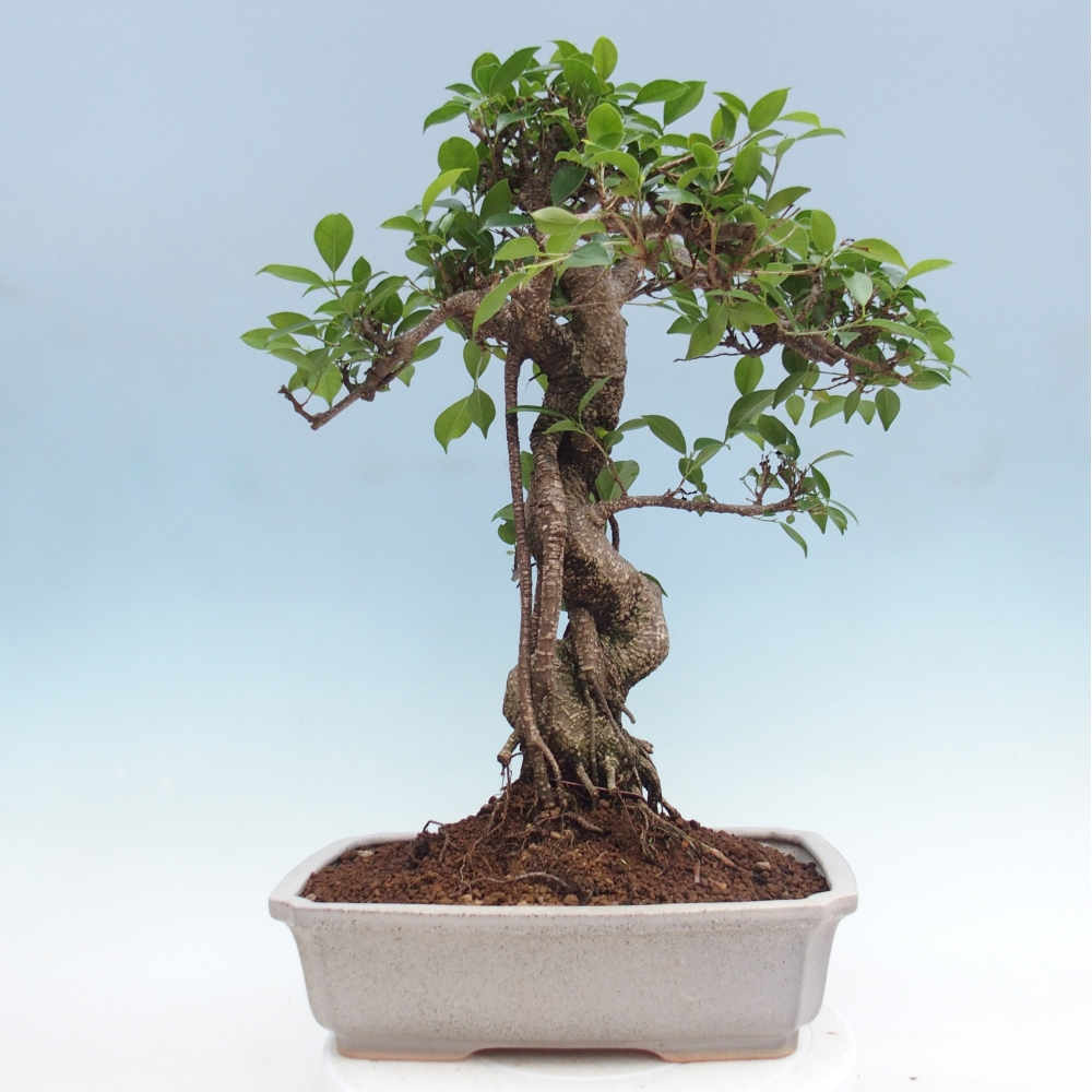 Pokój bonsai - Ficus retusa - figowiec drobnolistny