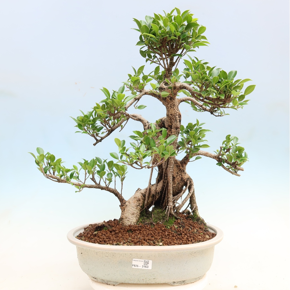 Pokój bonsai - Ficus kimmen - figowiec drobnolistny