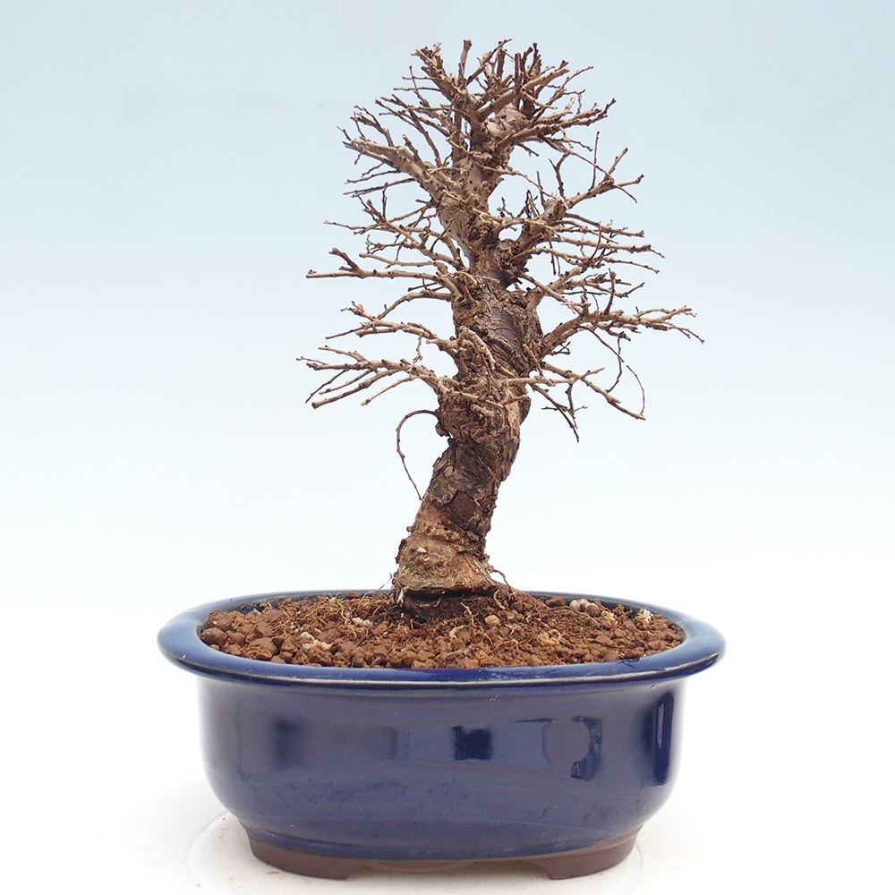 Bonsai zewnętrzne - Zelkova - Zelkova NIRE