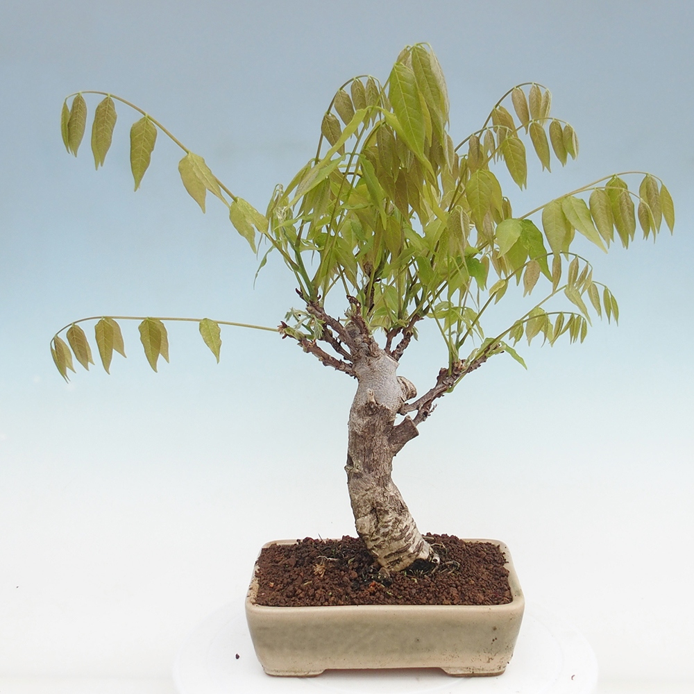 Bonsai zewnętrzne - Wisteria floribunda - Wisteria floribunda