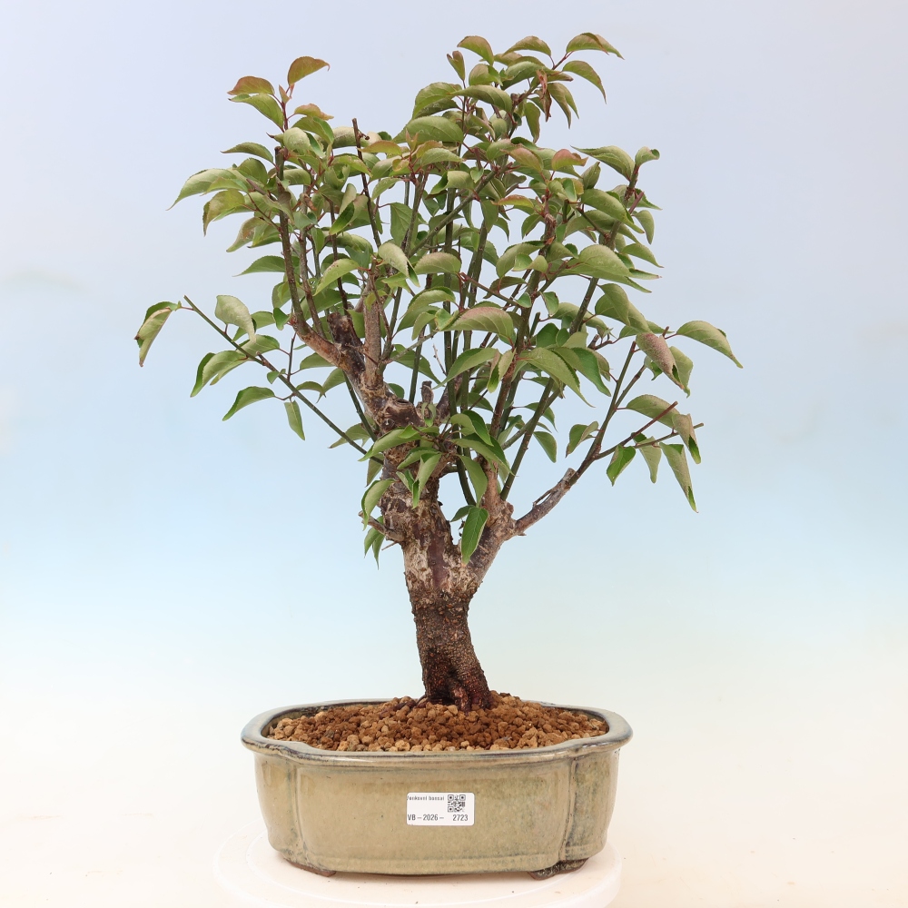 Bonsai ogrodowe – japońska śliwka – Prunus Mume