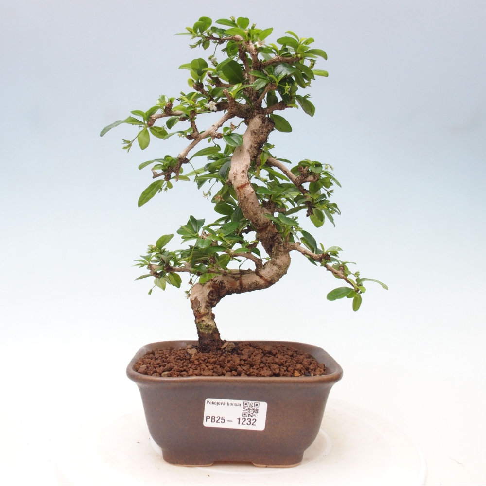 Bonsai wewnętrzne - Carmona makrophylla - Herbata Fuki