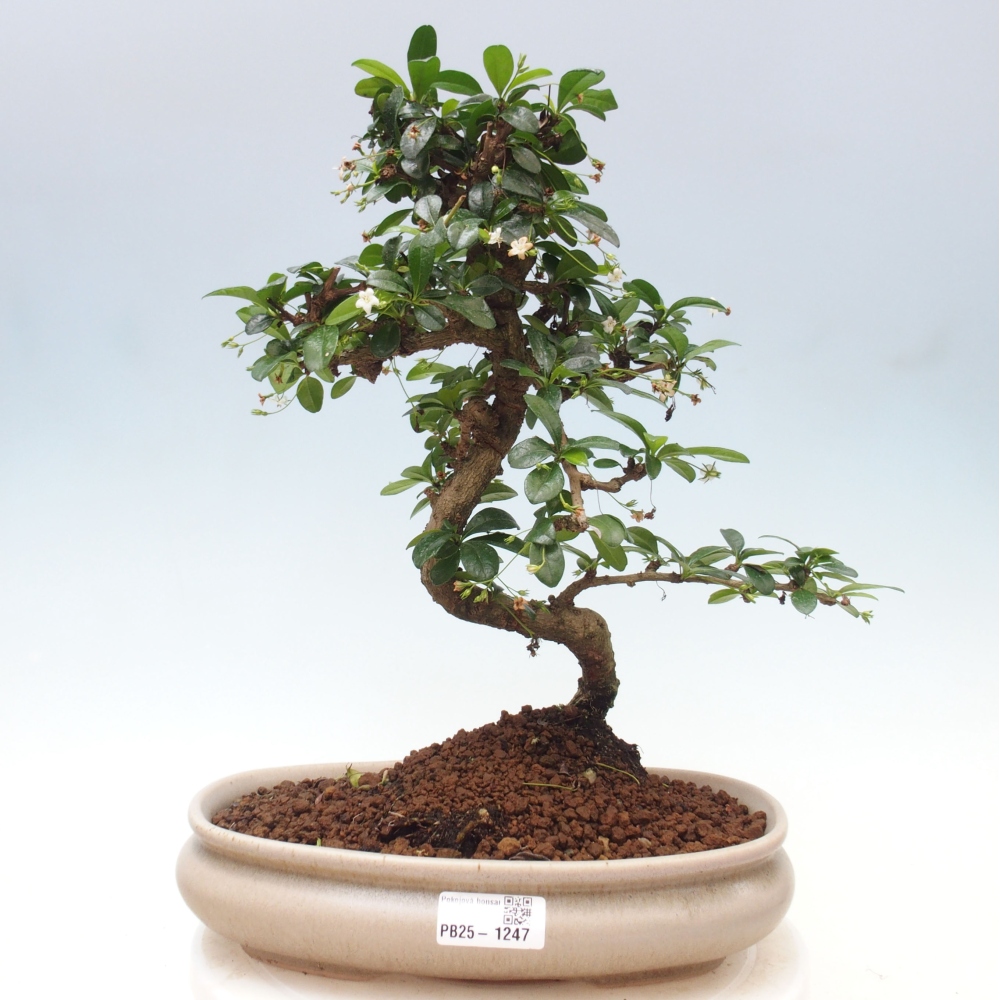 Pokój bonsai - Carmona macrophylla - Tea fuki