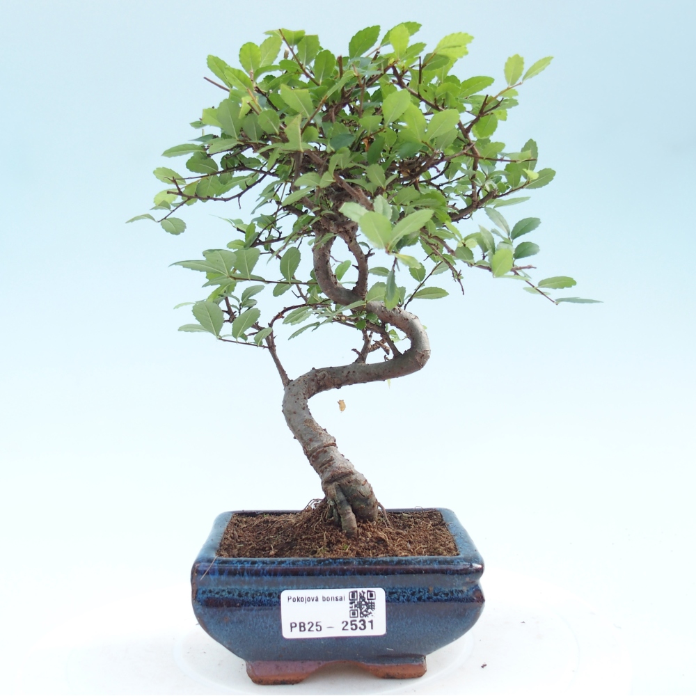 Kryty bonsai - Ulmus parvifolia - Wiąz mały liść