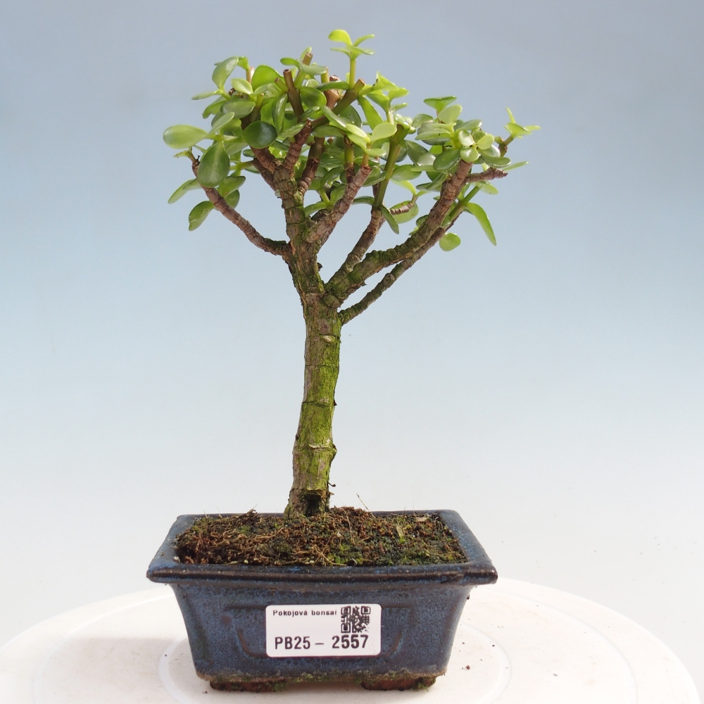 Kryty bonsai - Portulakaria Afra - Tlustice