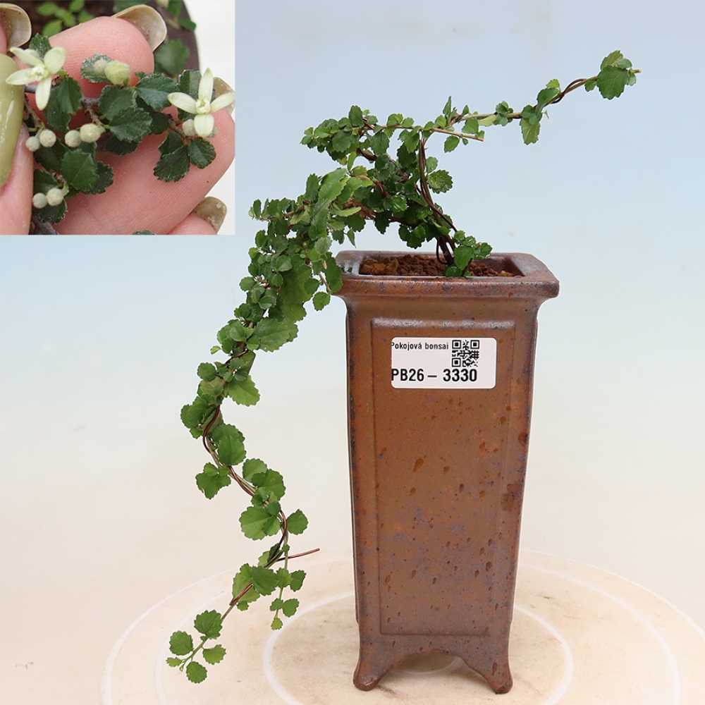 Pokój bonsai - Grewia sp. - Grewia malafolia