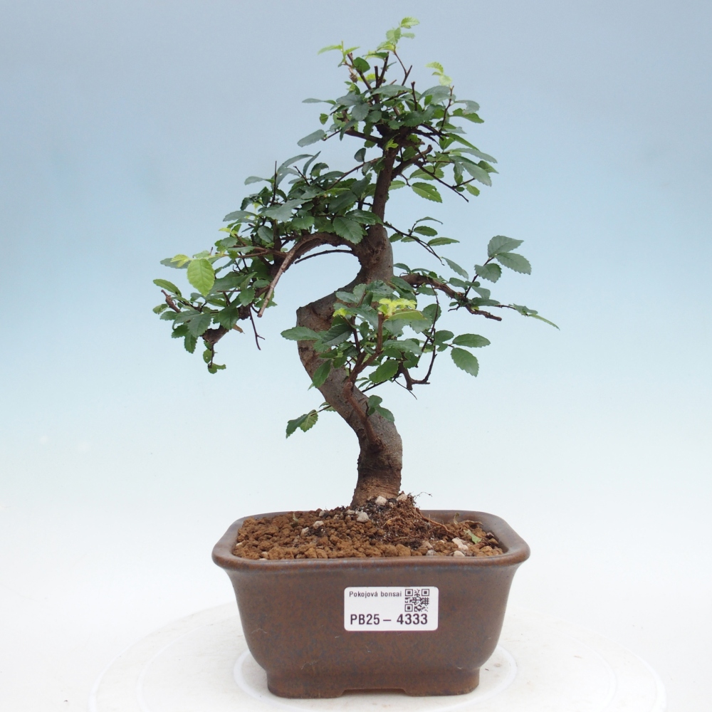 Pokój bonsai - Ulmus parvifolia - Wiąz drobnolistny