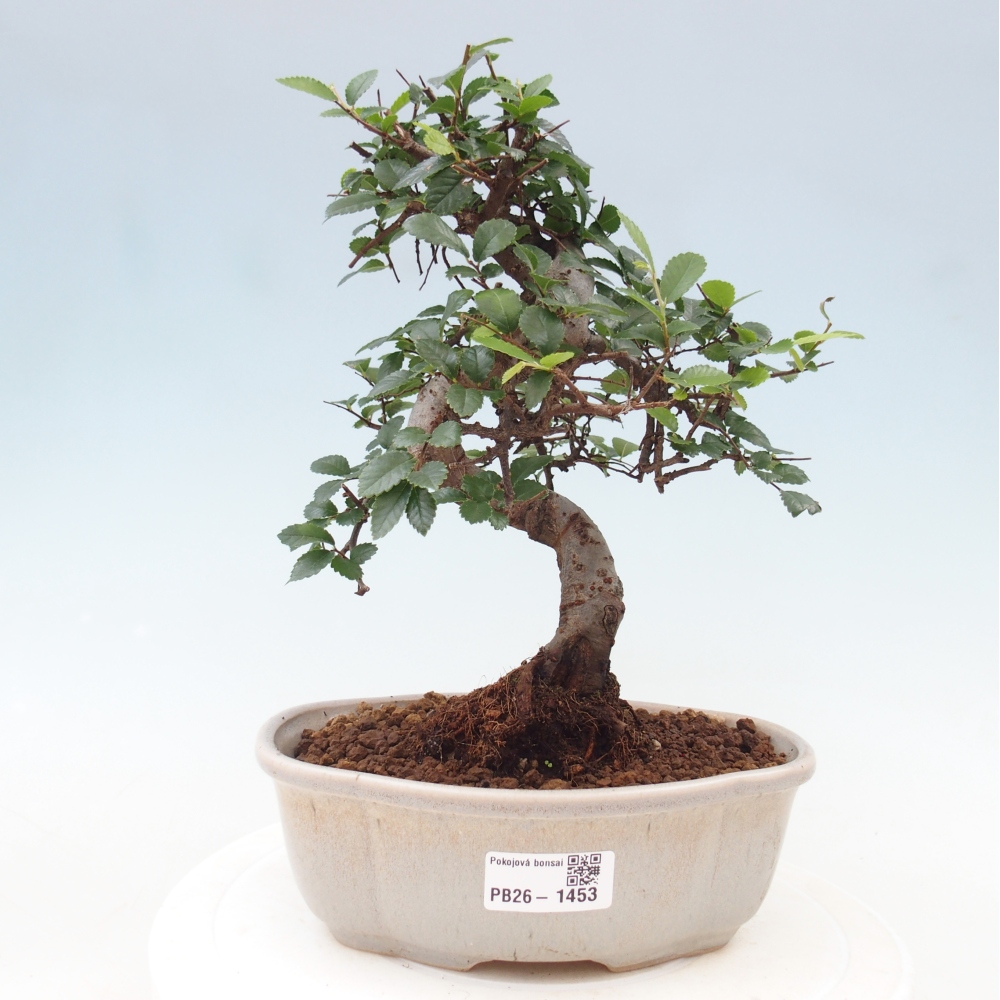 Pokój bonsai - Ulmus parvifolia - Wiąz drobnolistny